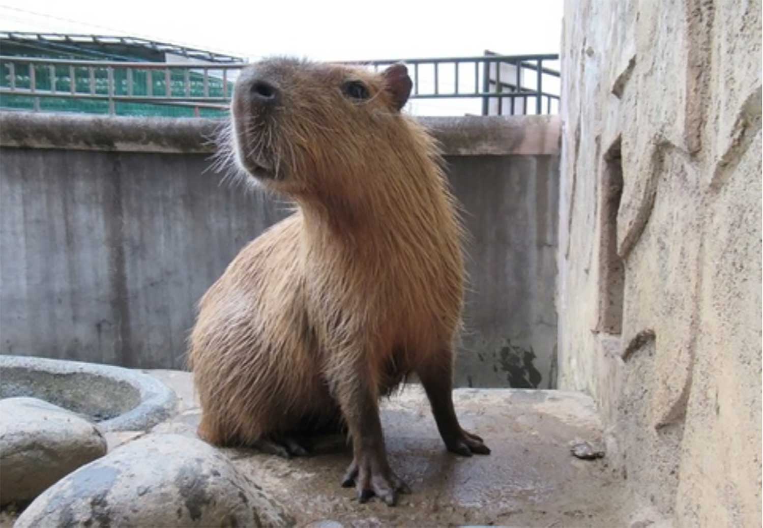 桐生が岡動物園