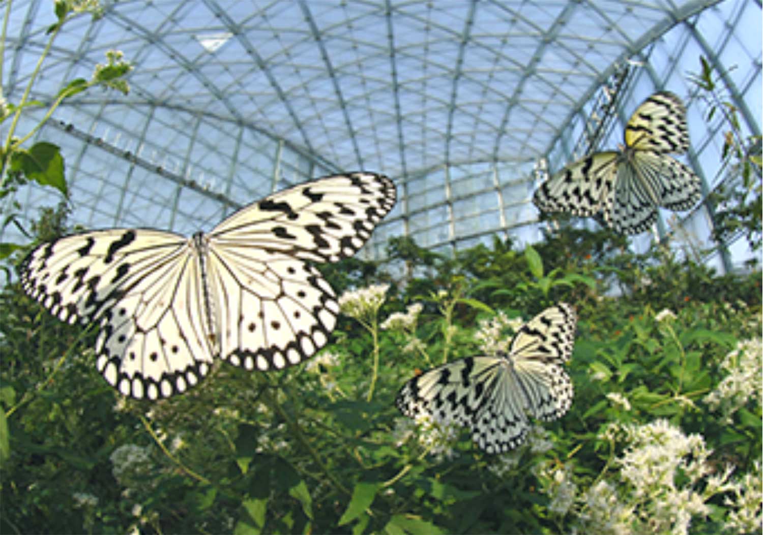 群馬県立ぐんま昆虫の森