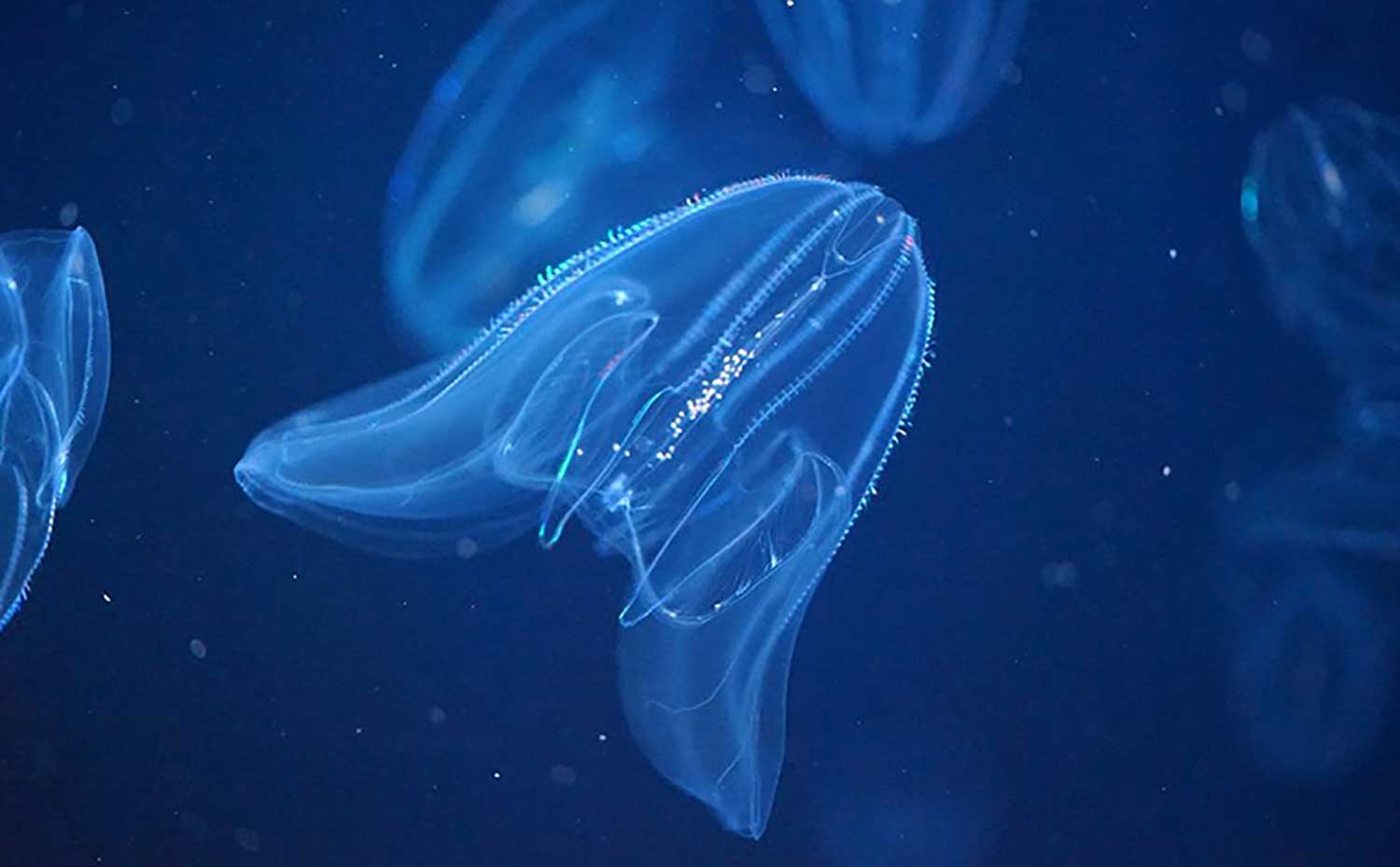 マリホ水族館