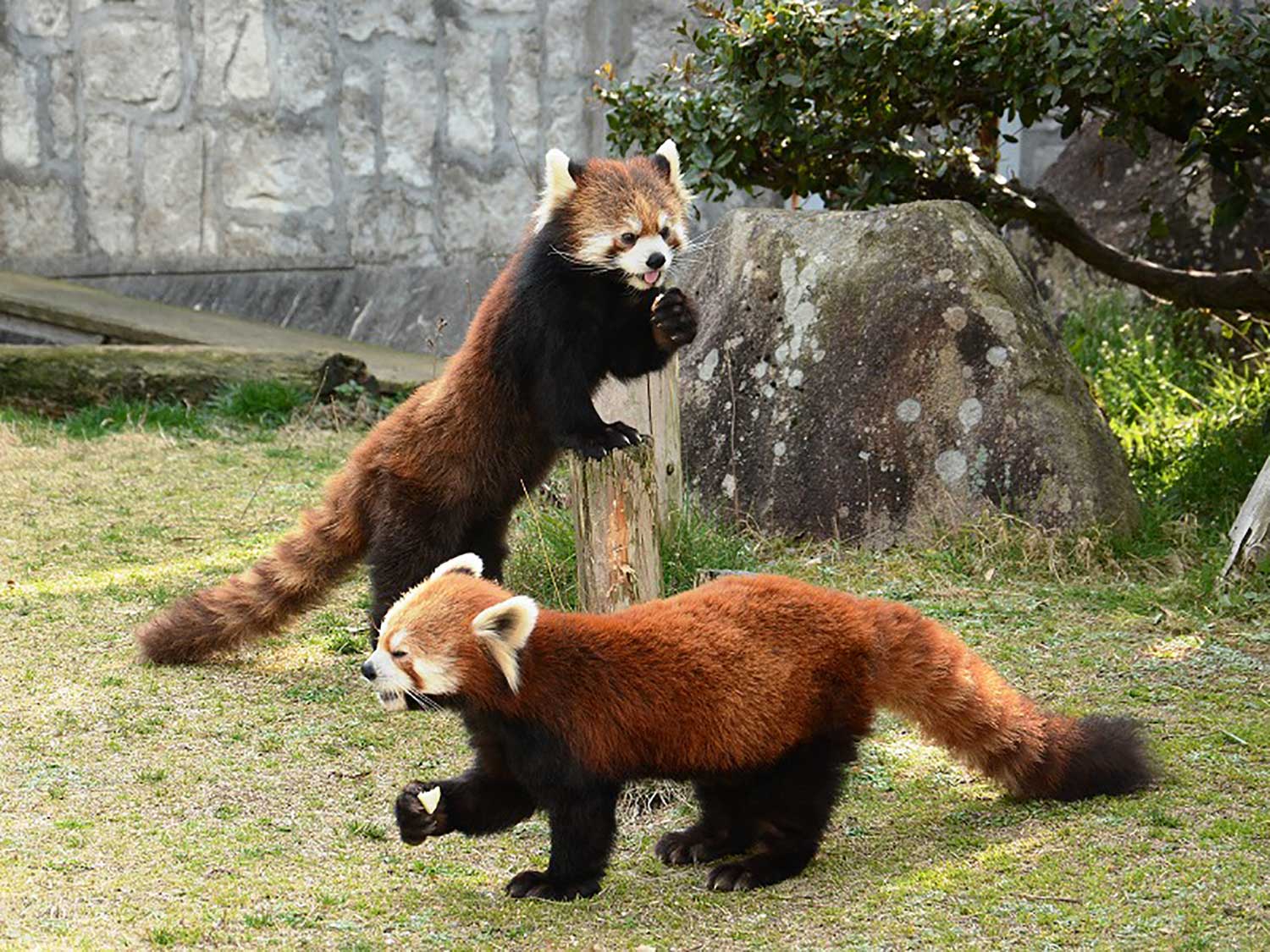 広島市安佐動物公園