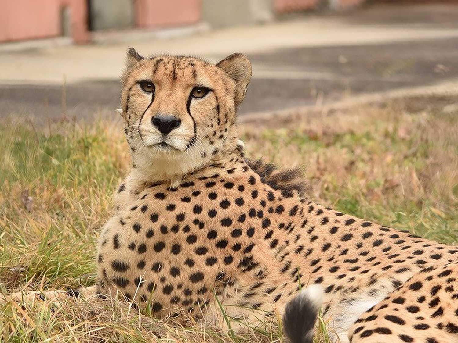 広島市安佐動物公園