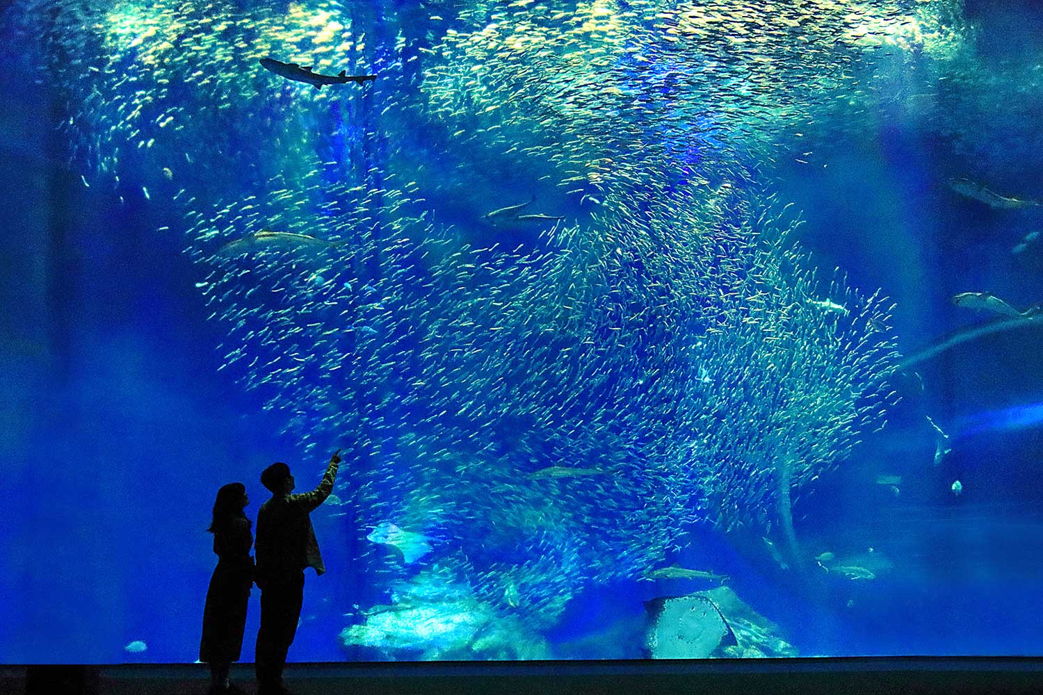 アクアワールド茨城県大洗水族館