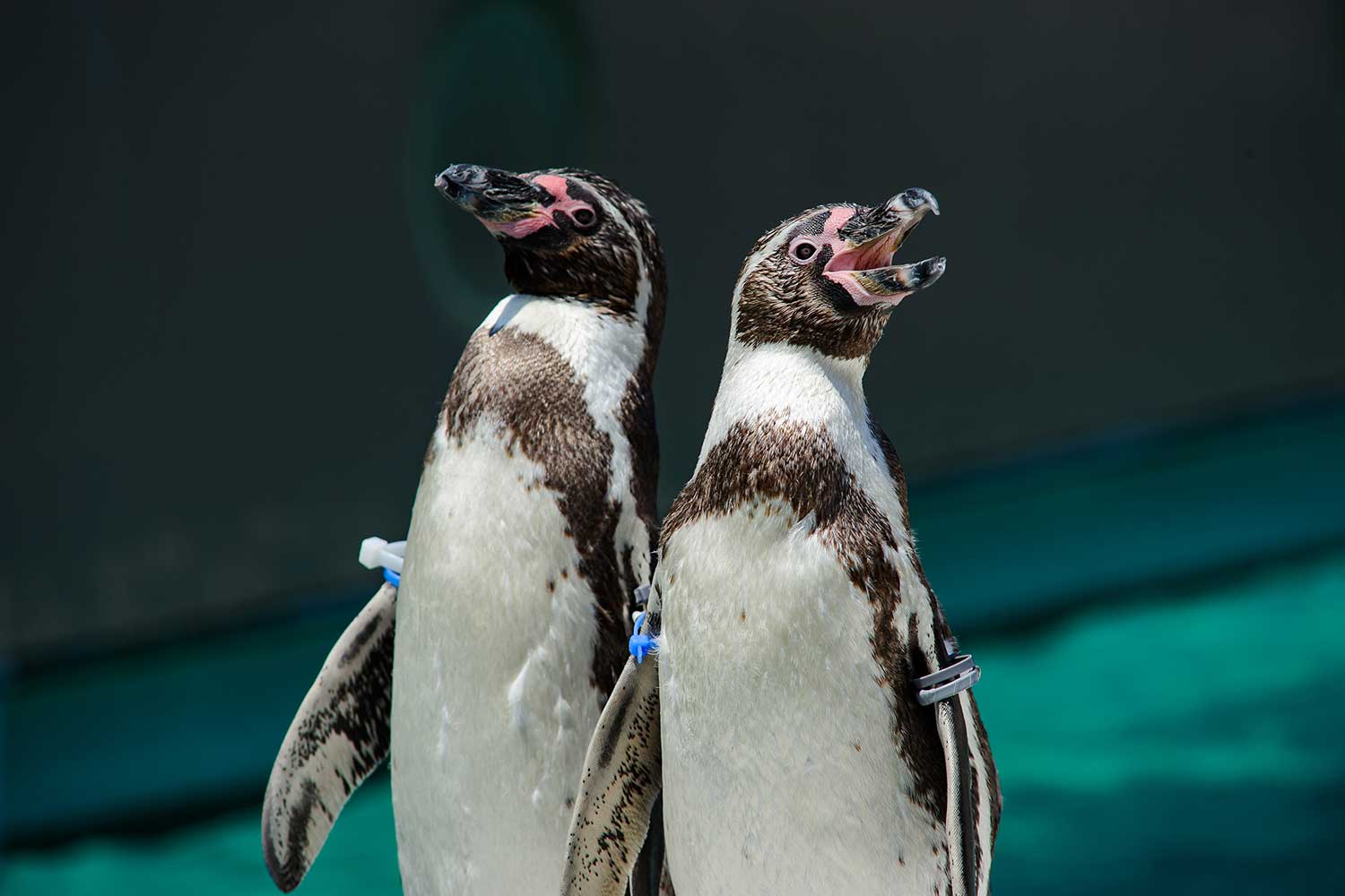 アクアワールド茨城県大洗水族館