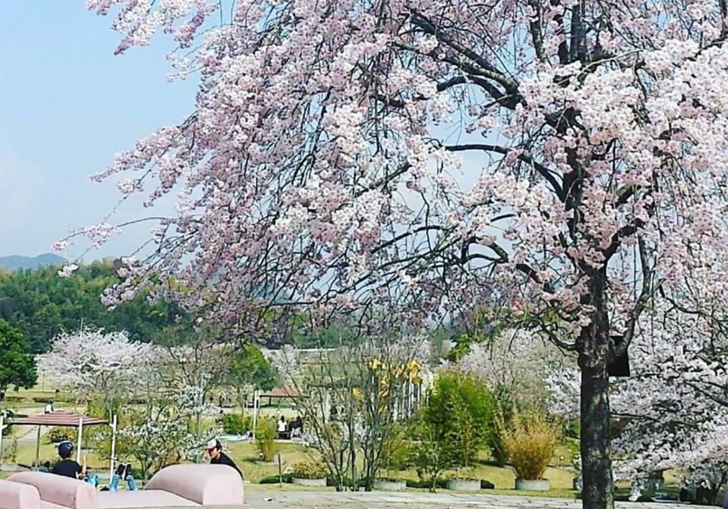 桜山公園
