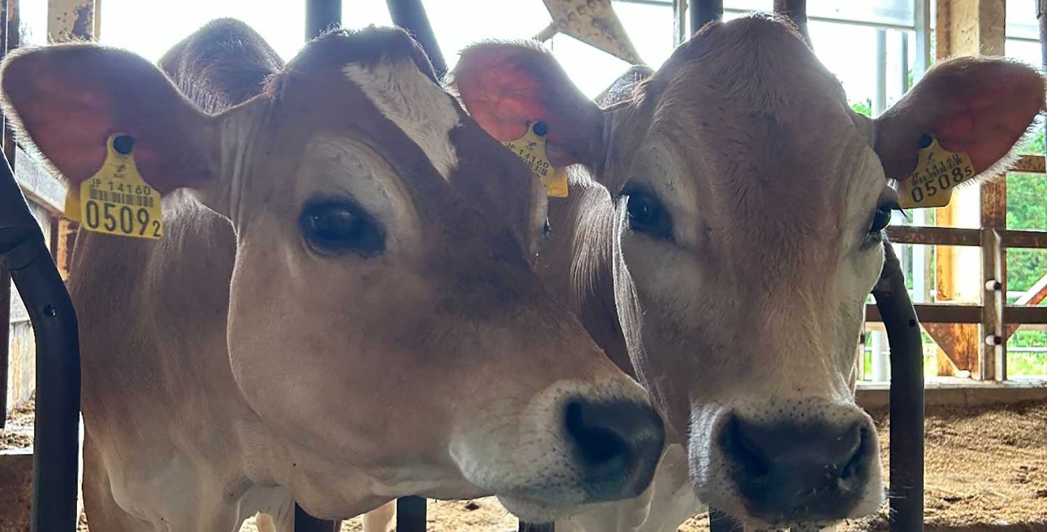 四日市市ふれあい牧場