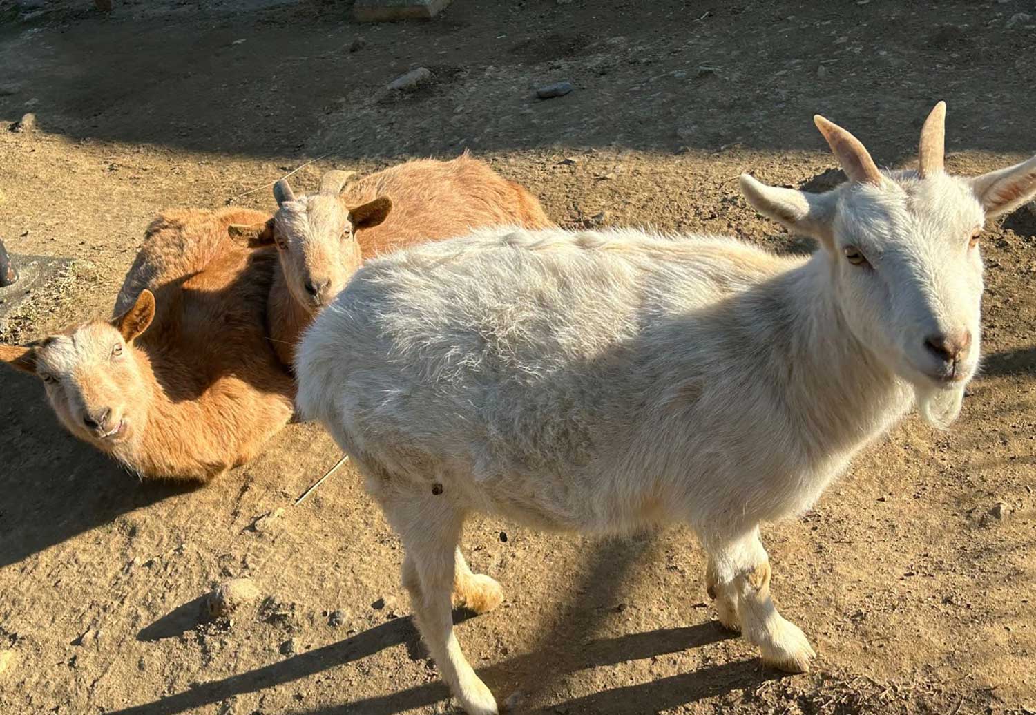 四日市市ふれあい牧場