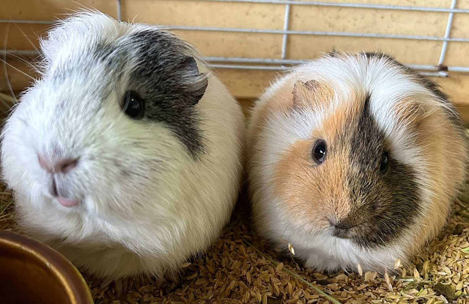 四日市市ふれあい牧場